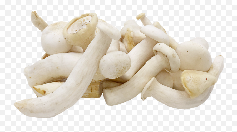 Milky Mushroom 100 Gram - Milky Mushrooms Png,Mushroom Png