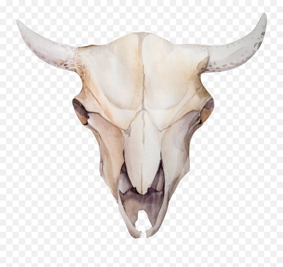 Animal Skulls Skeleton Bone - Search Png Bull Skull Png,Bone Png