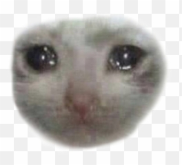 Catmeme Meme Cat Funny Png - Sad Cat Transparent,Funny Png
