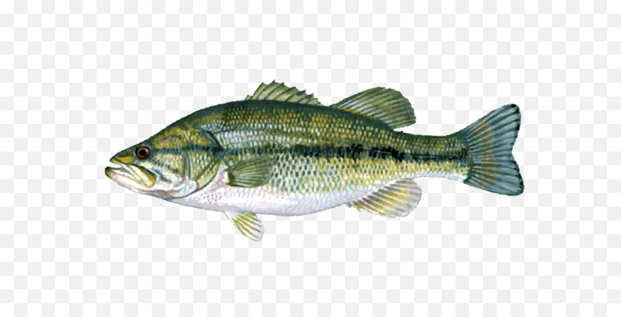 Download Fish - Bass Fishing Full Moon Lure Full Size Png Fish Have A Backbone,Bass Fish Png