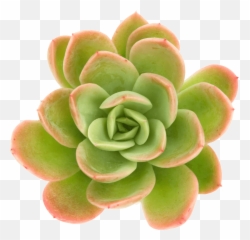 Echeveria Yamatoren - Succulent Png,Succulent Png