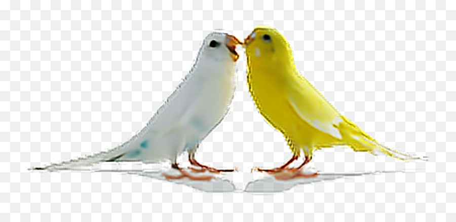 Download Birds Parrots Bird Tumblr - Png Images Hd Birds,Love Birds Png