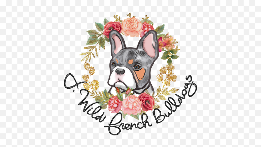 Jwild French Bulldogs - Boston Terrier Png,Bulldog Transparent