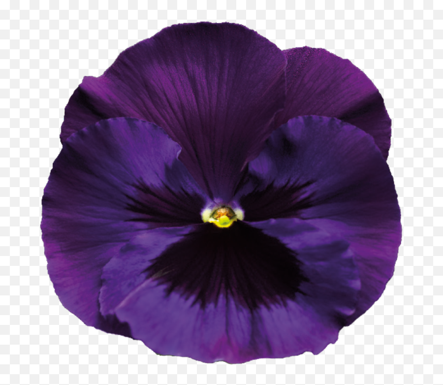 Download Violet Transparent Background - Transparent Transparent Background Purple Flowers Transparent Png,Flower With Transparent Background