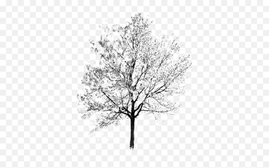 Download Free Png Tree Black And White Clipart 53171 - Cherry Blossom Trees White Png,White Tree Png