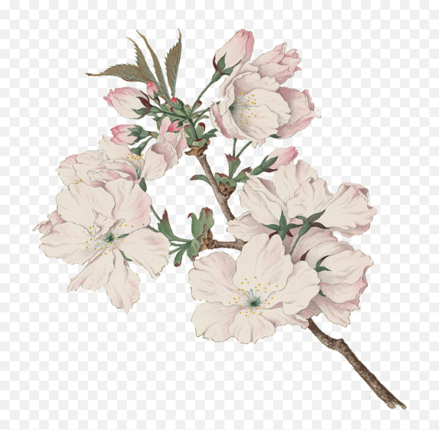 Tart - Cherryblossoms North Coast Brewing Co Cherry Blossom Japanese Watercolor Png,Cherry Blossoms Png