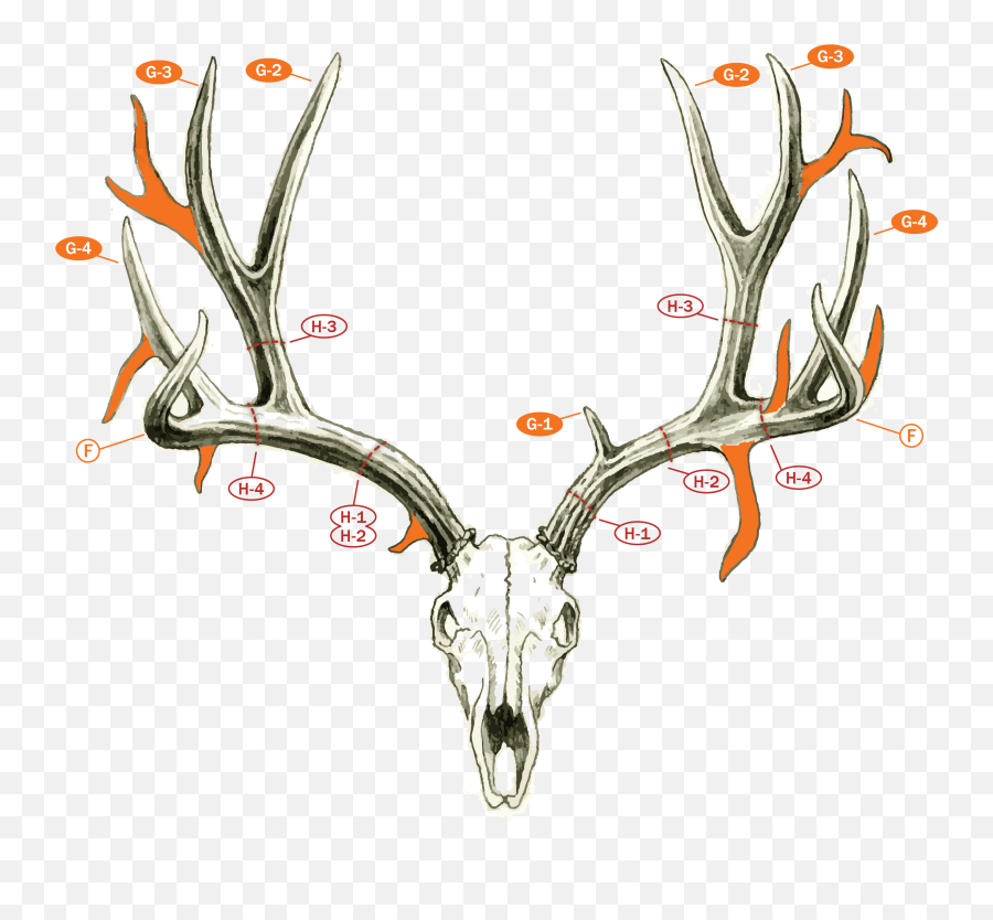 Field Judging - Mule Deer And Blacktails Boone And Count Deer Points Png,Deer Transparent Background