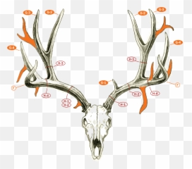 Field Judging - Mule Deer and Blacktails Boone Count Points png
