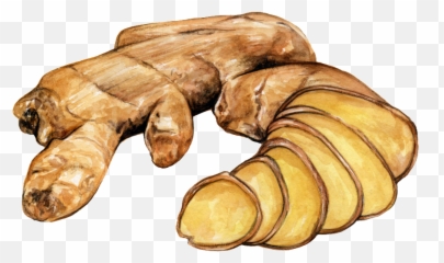 Download Hd Clipart Royalty Free Ginger Drawing Vegetable - Ginger Drawing Png,Ginger Png