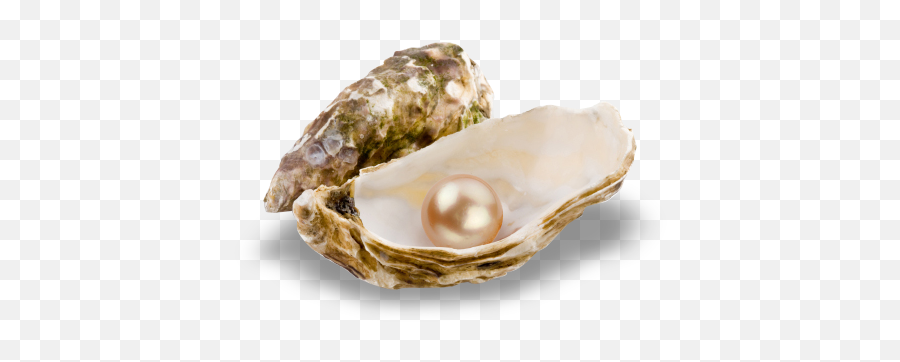 Pearls Oyster Transparent Png Clipart - Pearl In Oyster Transparent,Oysters Png