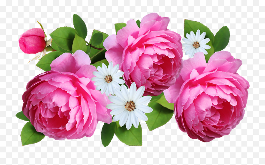 Flower Pink Roses - Free Image On Pixabay Flower Png,Daisies Png