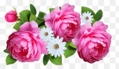 Flower Pink Roses - Free Image On Pixabay Flower Png,Daisies Png