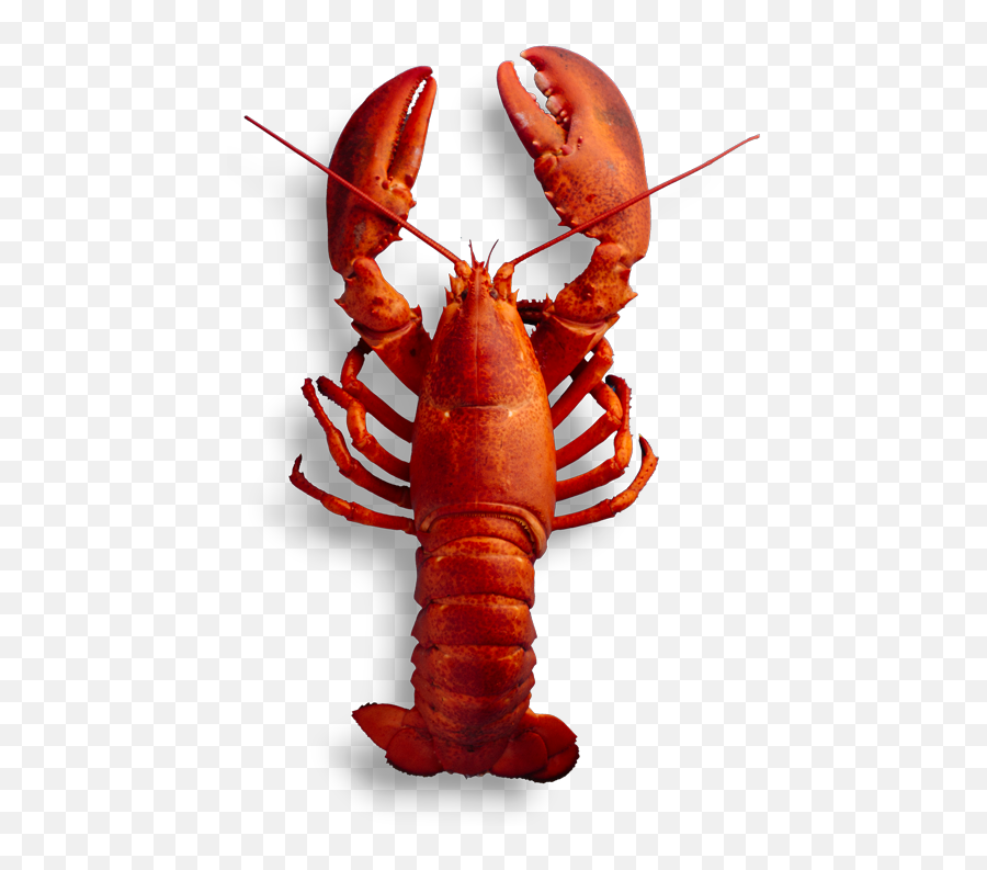 Fresh Canadian Lobster - Pelican Seafood Market And Grill American Lobster Png,Lobster Png