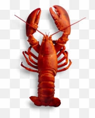 Fresh Canadian Lobster - Pelican Seafood Market And Grill American Lobster Png,Lobster Png