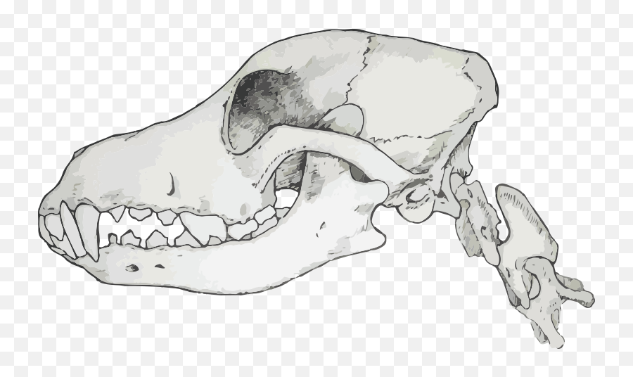Why Feed Raw Dog Food Paleo Ridge - Transparent Canine Skull Png,Sharp Teeth Png