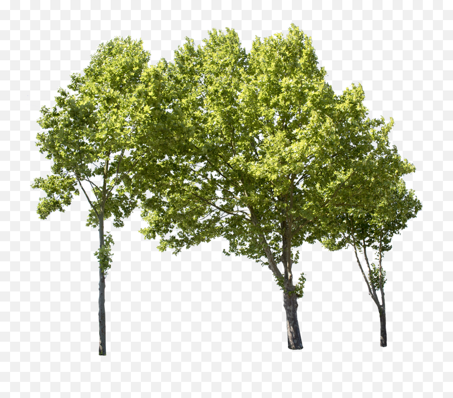 Plane Tree Group - High Resolution Trees Png,Transparent Plane