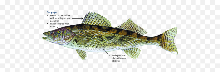 Fishing - Lake Mcmurtry Saugeye Fish Png,Largemouth Bass Png