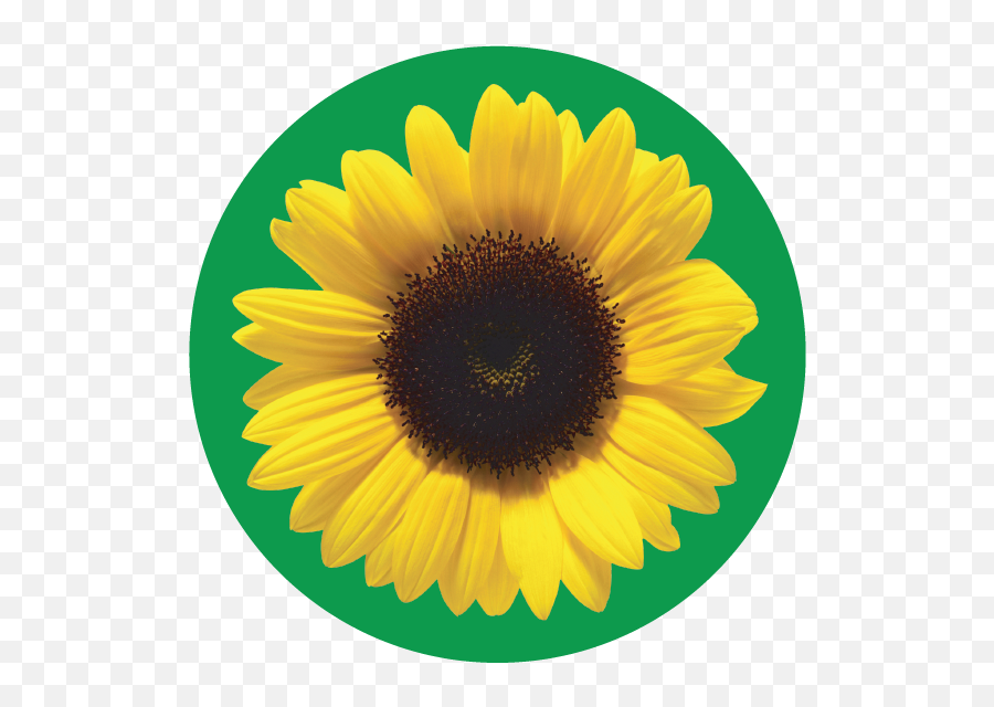 The Sunflower Icons - Sunflower Hidden Disabilities Png,Sunflower Icon