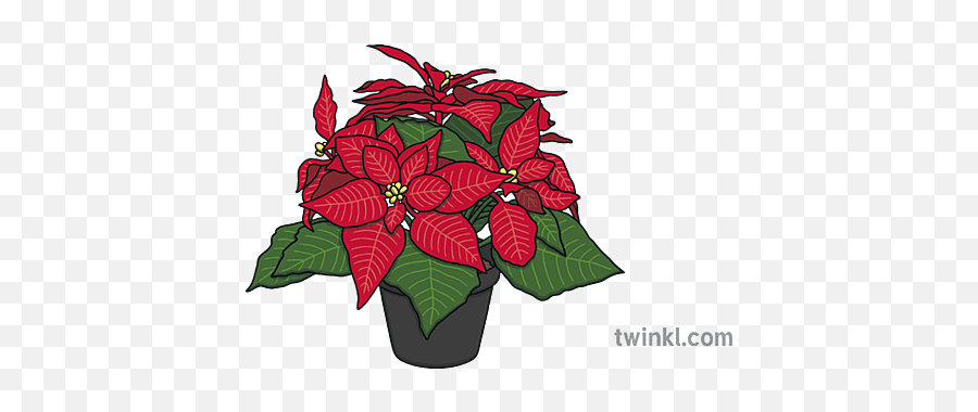 Poinsettia In A Pot Christmas Plant Red Green Ks1 - Poinsettia Png,Poinsettia Icon Png
