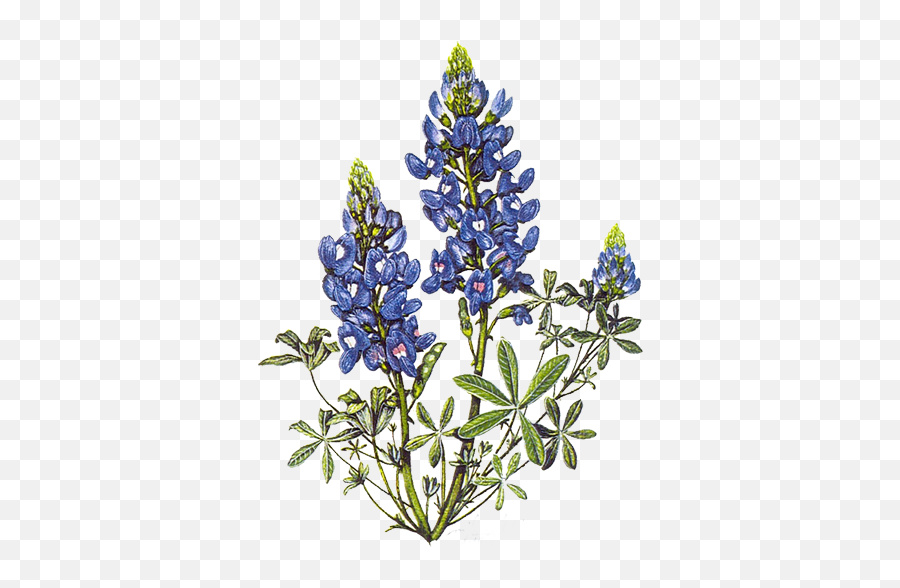 Slate Nominated For State Board - Native Plant Society Texas Logo Png,Blue Bonnet Icon