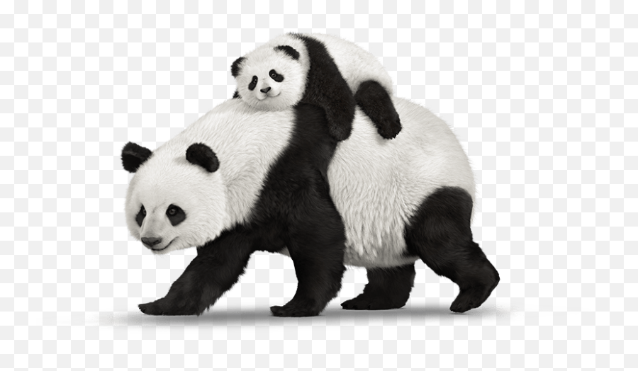 Panda Png Animal Images Bear - Transparent Real Panda Png,Cute Panda Png