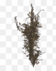 Full Size Png Image - Scalable Vector Graphics,Ivy Png