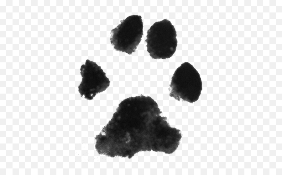 Testimonials - Asheville Mindful Mutz Training U0026 Behavior Dog Realistic Paw Print Png,Dog Paw Print Icon