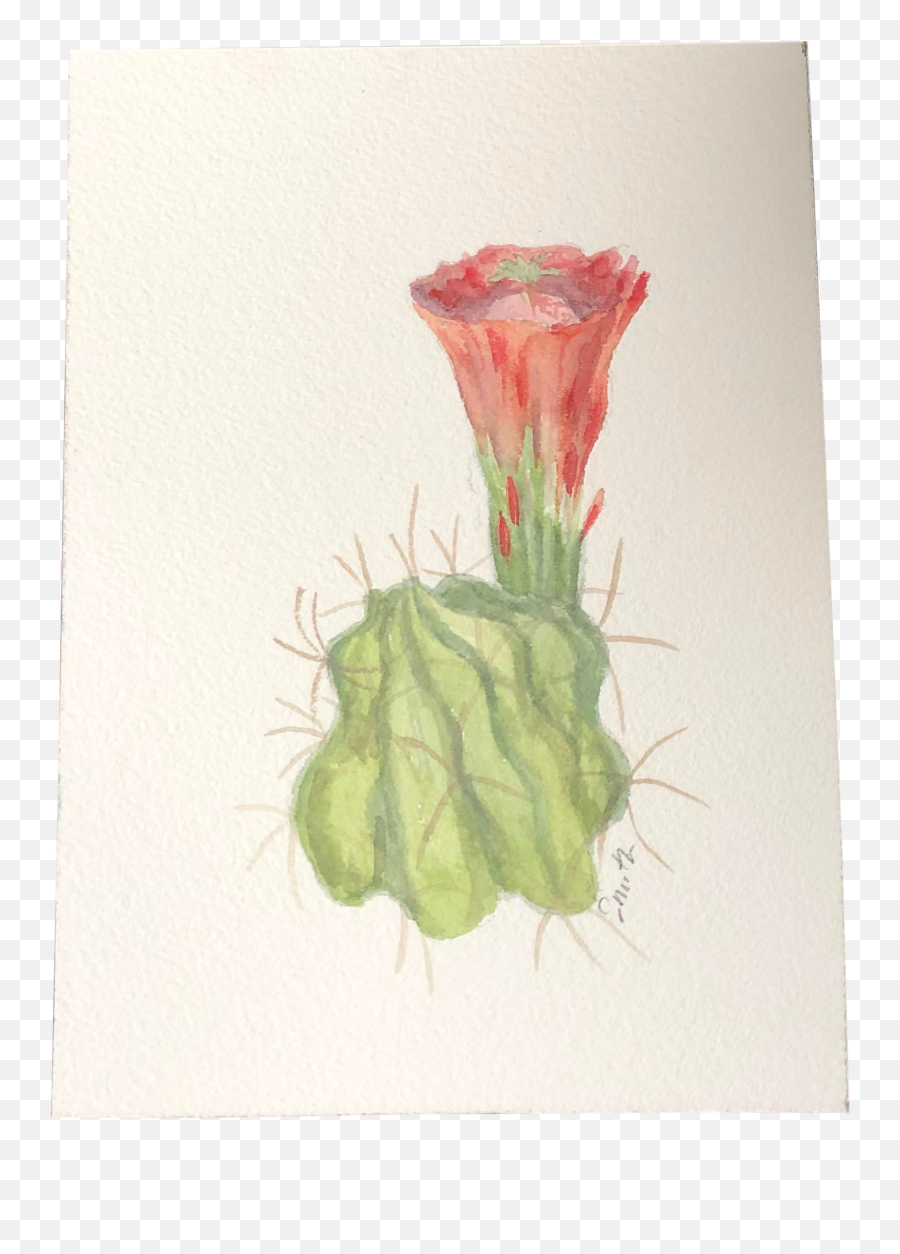 Nancy Smith Original Botanical U201chedgehog Cactusu201d Watercolor Painting - Garden Roses Png,Watercolor Cactus Png