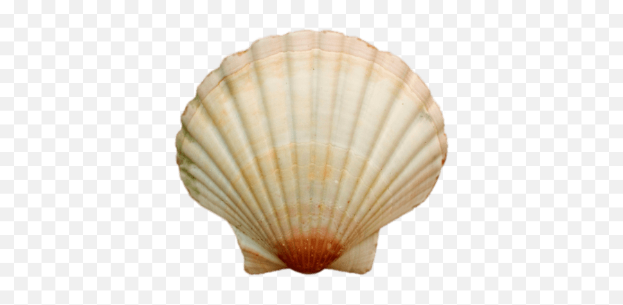 Sea Shell Transparent Png - Sea Shell Png,Sea Shell Png