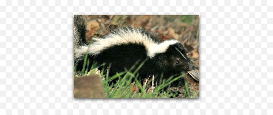 Pawsitively Pets December 2012 - Small Animal In Backyard Png,Skunkette Furry Icon