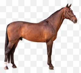 Apardi - HorseGate Hengst png