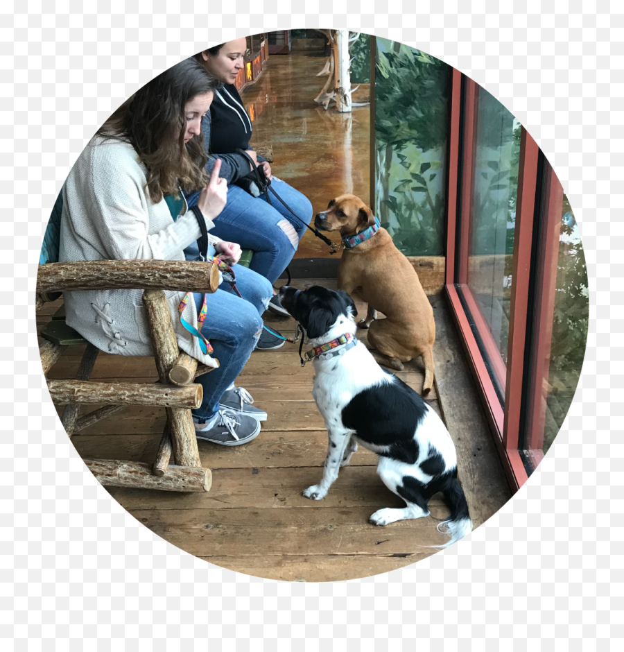 Pet Training Brockton - Puppie Training Classes Stop Biting Martingale Png,Dog On Leash Icon