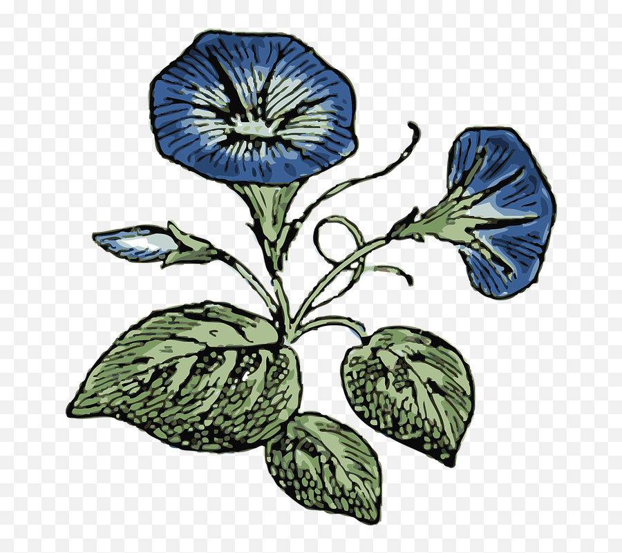 Morning Glory Flowers - Free Vector Graphic On Pixabay Morning Glory Clip Art Png,Morning Png