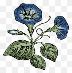 Morning Glory Flowers - Free Vector Graphic On Pixabay Morning Glory Clip Art Png,Morning Png