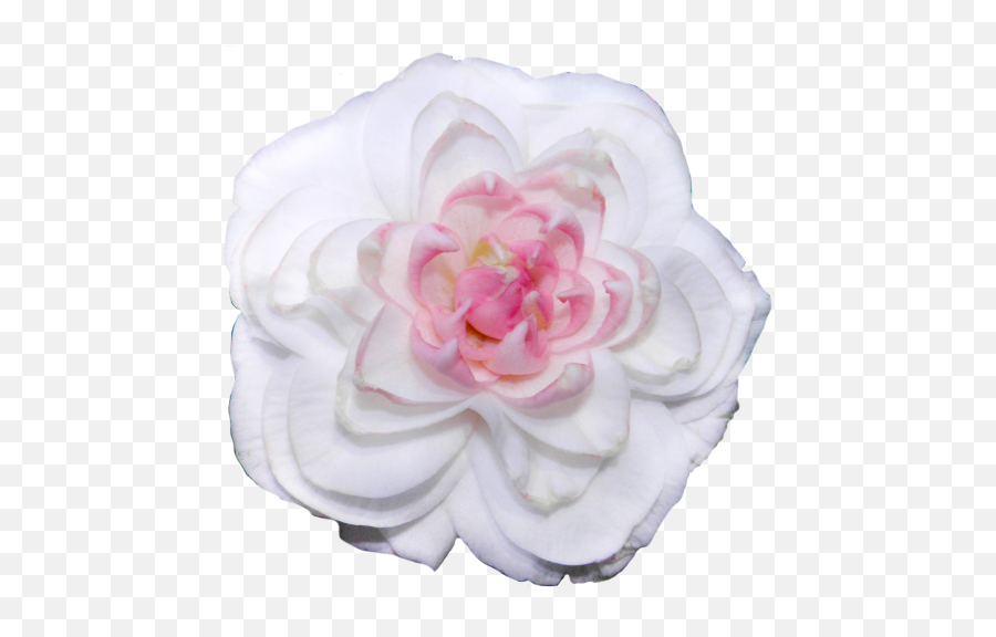 Transparent - White Camellias Transparent Background Png,Flowers Transparent Tumblr