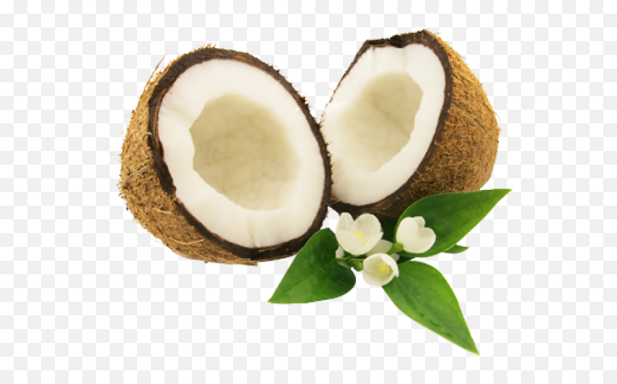 Coconut Png Free Download 22 - Coconut Png,Coconut Png