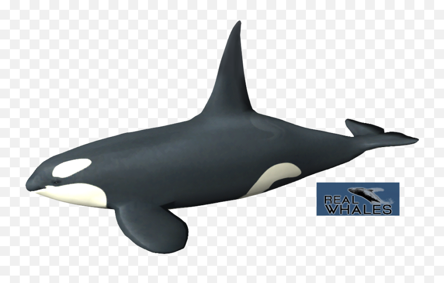 Orca Transparent Picture - Orca Toy Png,Orca Png