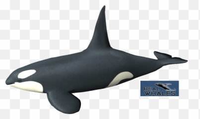 Orca Transparent Picture - Orca Toy Png,Orca Png