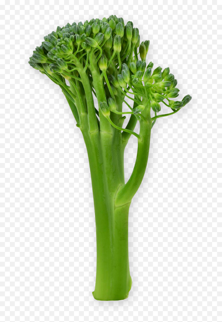 Broccoli Png Download Image Real - Broccoli,Broccoli Transparent
