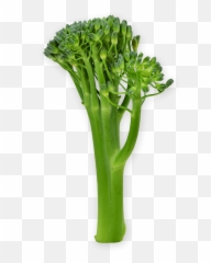 Broccoli Png Download Image Real