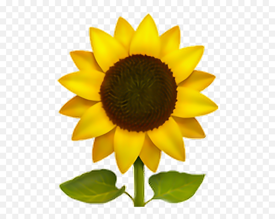 Sunflower Emoji Flower Sun Freeedit Iphone Cute - Sunflower Sunflower Emoji Transparent Png,Cute Emoji Png