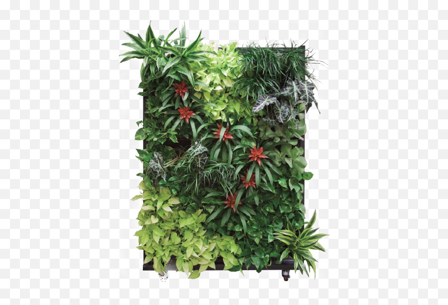 Green Wall Png Picture - Vertical Plant System,Green Wall Png