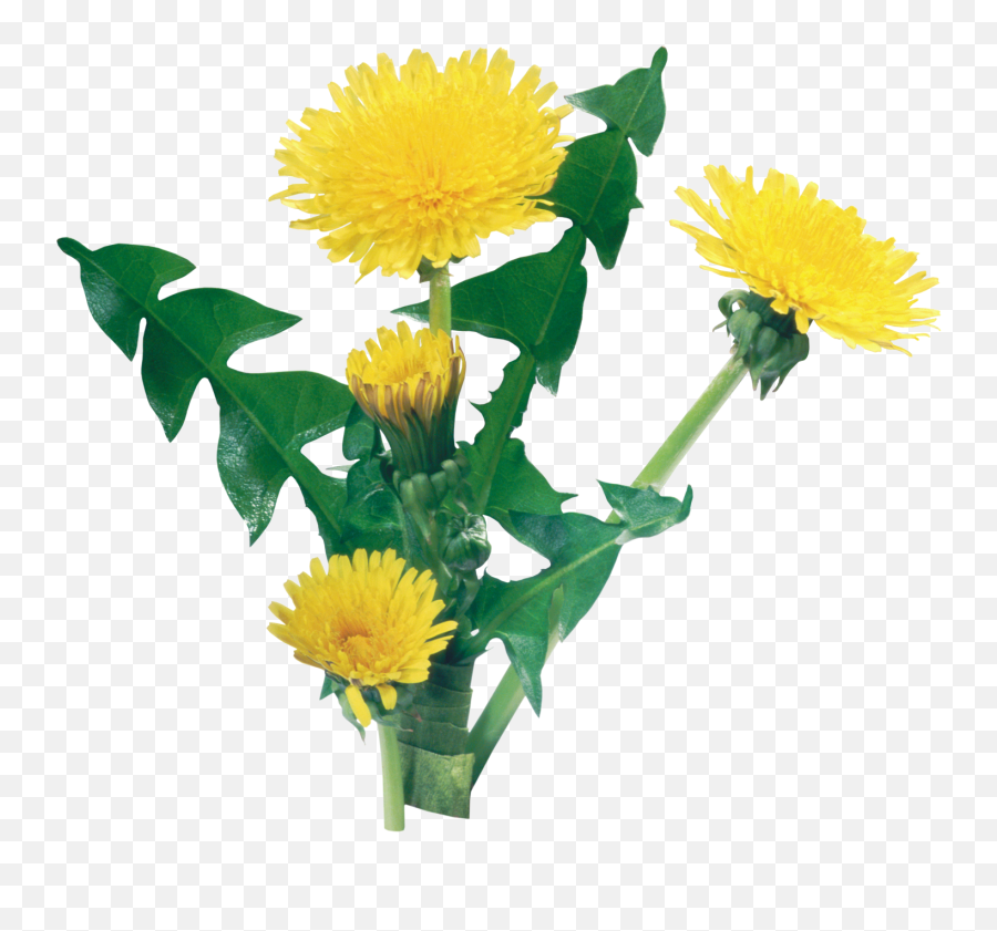 Dandelion Png Image For Free Download - Yellow Dandelion Png,Dandelion Png