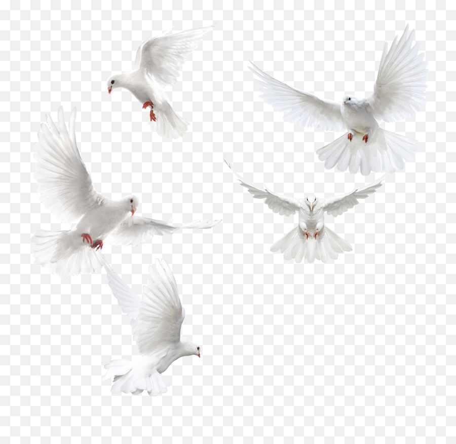 Columbidae Bird Squab Pigeons - Pigeon Png,Dove Png