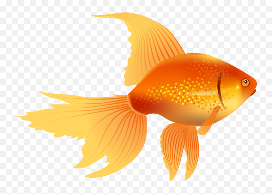 Golden Fish Png Pictures Free Download 103 Litrato - Clip Art Goldfish,Gold Fish Png