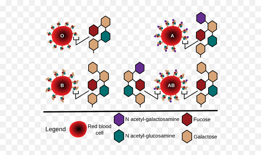Whatu0027s H Substance In Blood Grouping Is The - Blood Group Antigen Png,H&m Logo Png