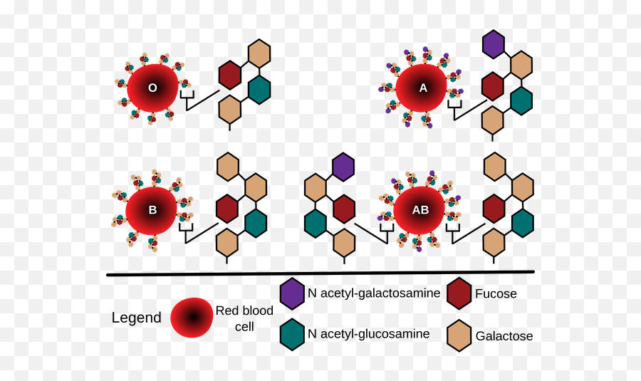 Whatu0027s H Substance In Blood Grouping Is The - Blood Group Antigen ...