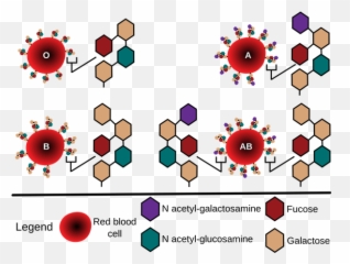 Whatu0027s H Substance In Blood Grouping Is The - Blood Group Antigen png