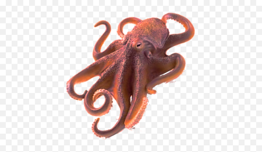 Octopus Png No Background Clipart - Octopus Png,Octopus Png