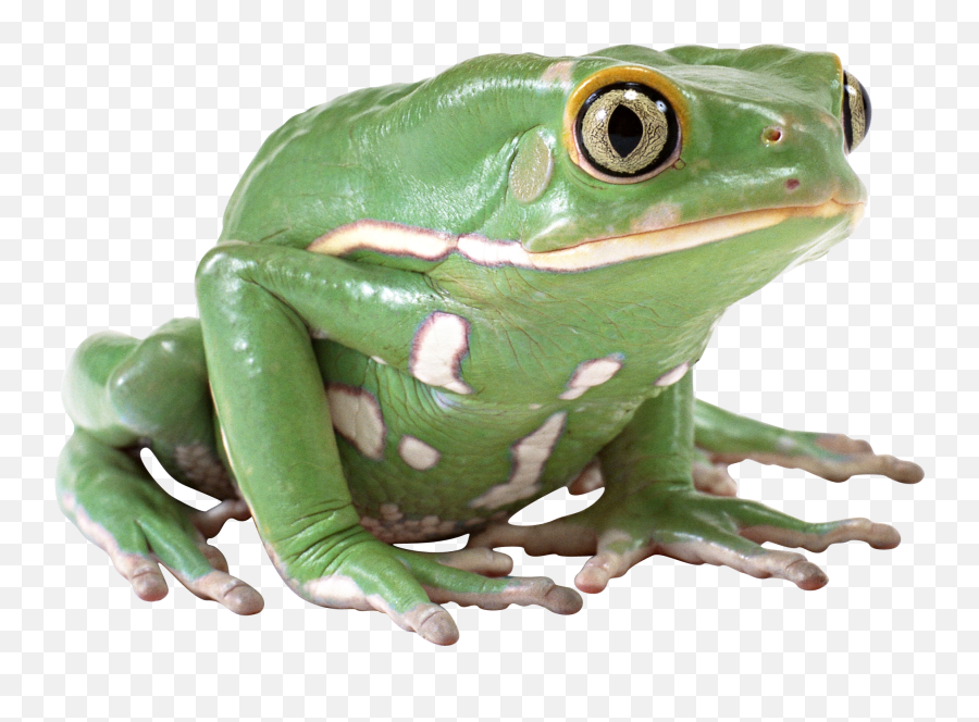 Frog Png - Frog Png Transparent,Frog Png